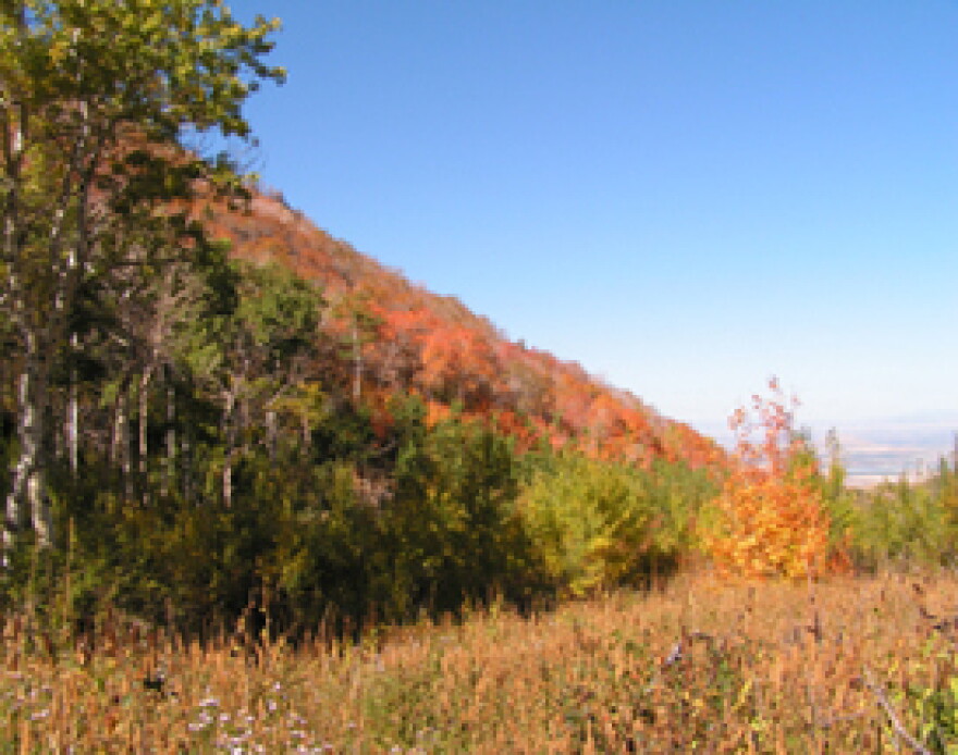 Fall Colors in Cache County