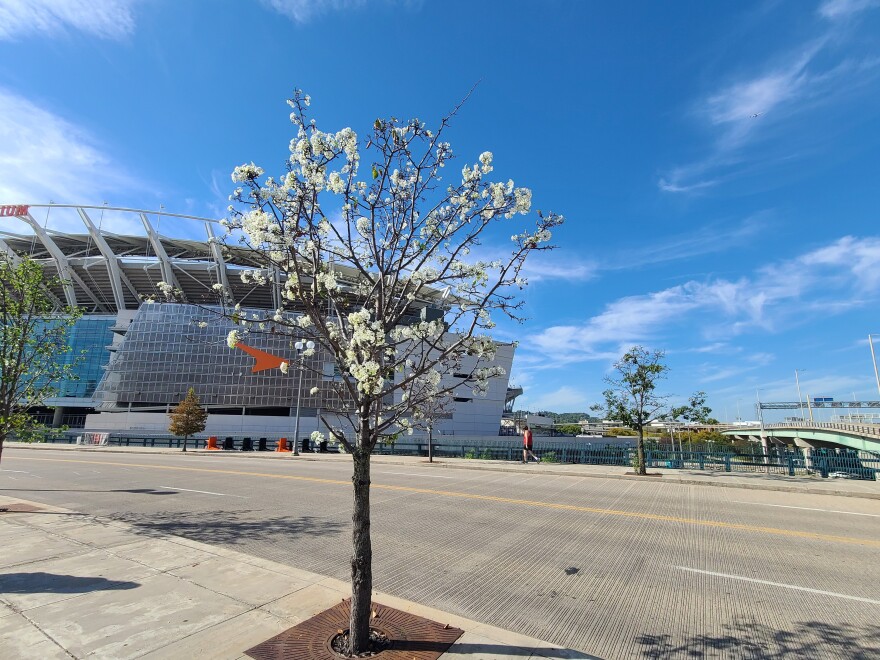 tree with white flowers in front of a football stadium