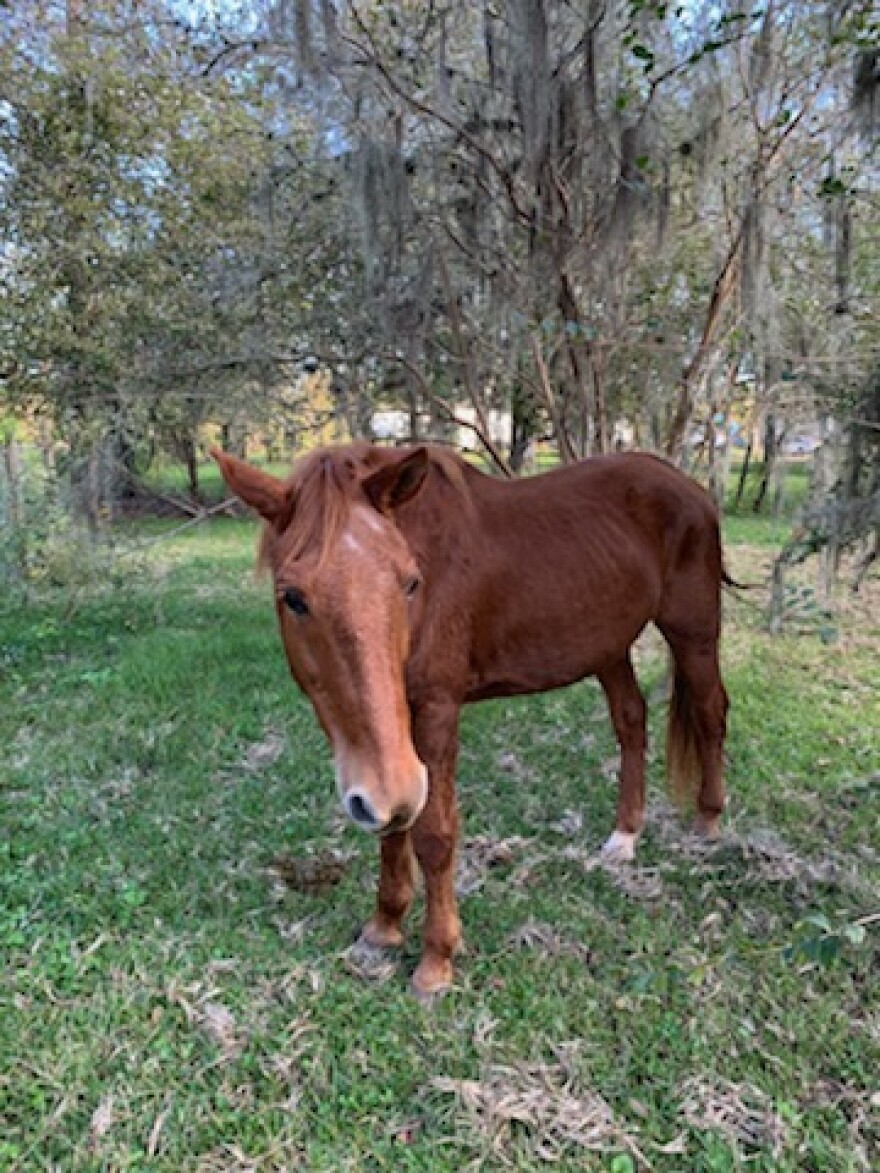 "Boy" was the only name Kandi Doherty gave this horse. She knew the stray wouldn't be staying with her for long.