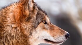 Lewis and Clark District Court Judge Christopher Abbott issued a temporary restraining order effective immediately that would stop snaring, cutting back the wolf hunting in areas around Yellowstone and Glacier national parks, and set the “bag limit,” or number of wolves that can be killed, back to 2020 standards. (Photo via Flickr | CC-BY-SA 2.0).