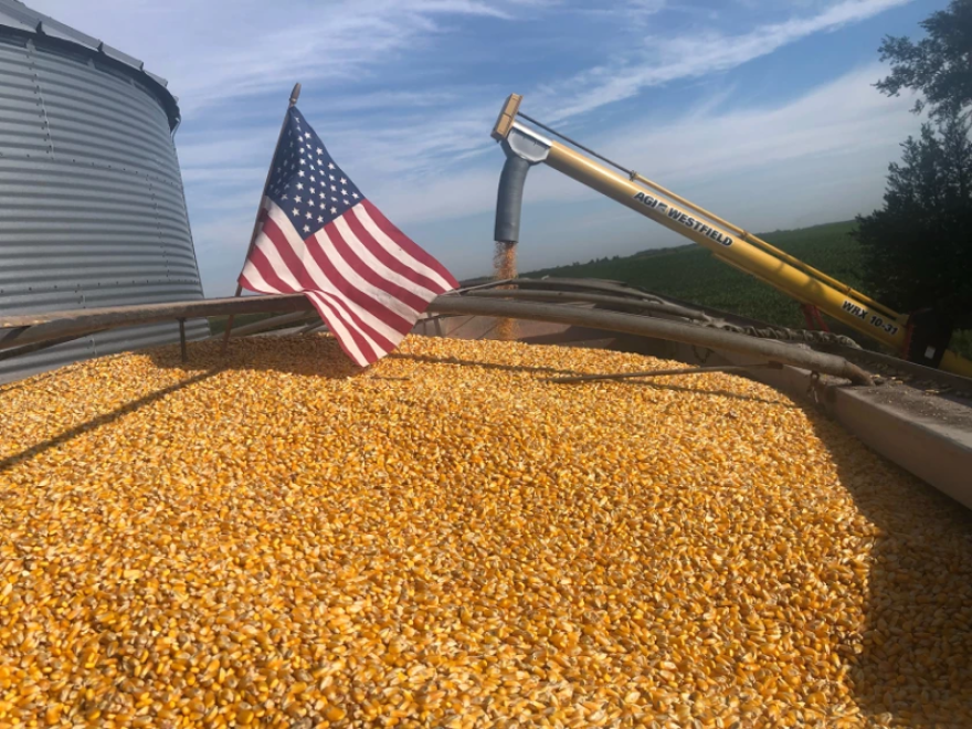 Corn from Lance Lillibridge's Iowa farm on a Fourth of July. He said he's concerned about a Mexican ban on GMO corn. "If this happens and they set this precedent, then what other countries are going to do this? What other world leaders we're going to say, 'Well, geez, Mexico did it, we should do it.'" Lillibridge said.