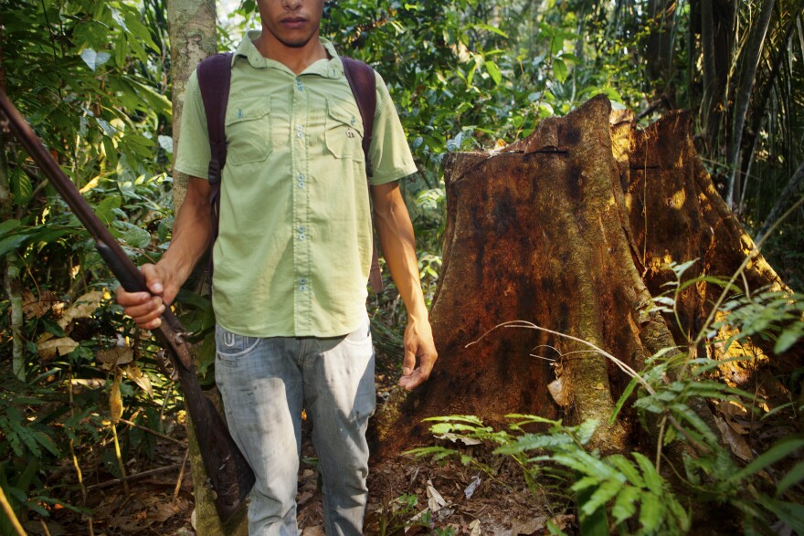 Rubber tapper Helenílson Felix stands near the stump of a tree that was felled by illegal logging. The tappers explained that this is how deforestation begins: The forest is thinned of its biodiversity, picked apart tree by tree.