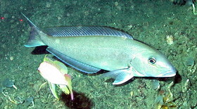Blueline Tilefish