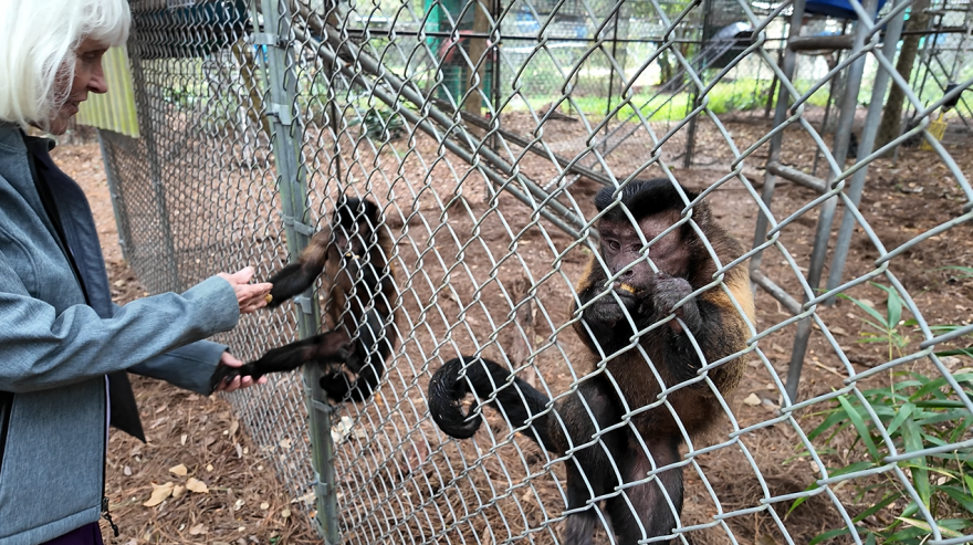 Jungle Friends founder Kari Bagnall interacts with two primates inside their enclosure at the Gainesville sanctuary on Sept. 25, 2026.