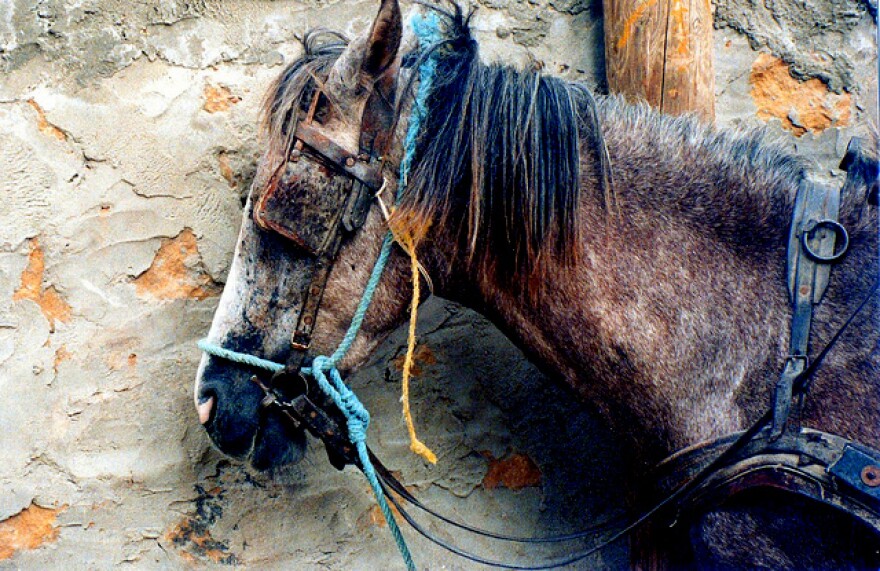 old_horse.jpg