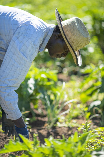 A Black man is bent over greenery with garden gloves on. He's wearing a straw sun hat and a button-down shirt.