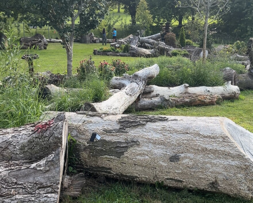 several tree limbs and branches lay in a garden