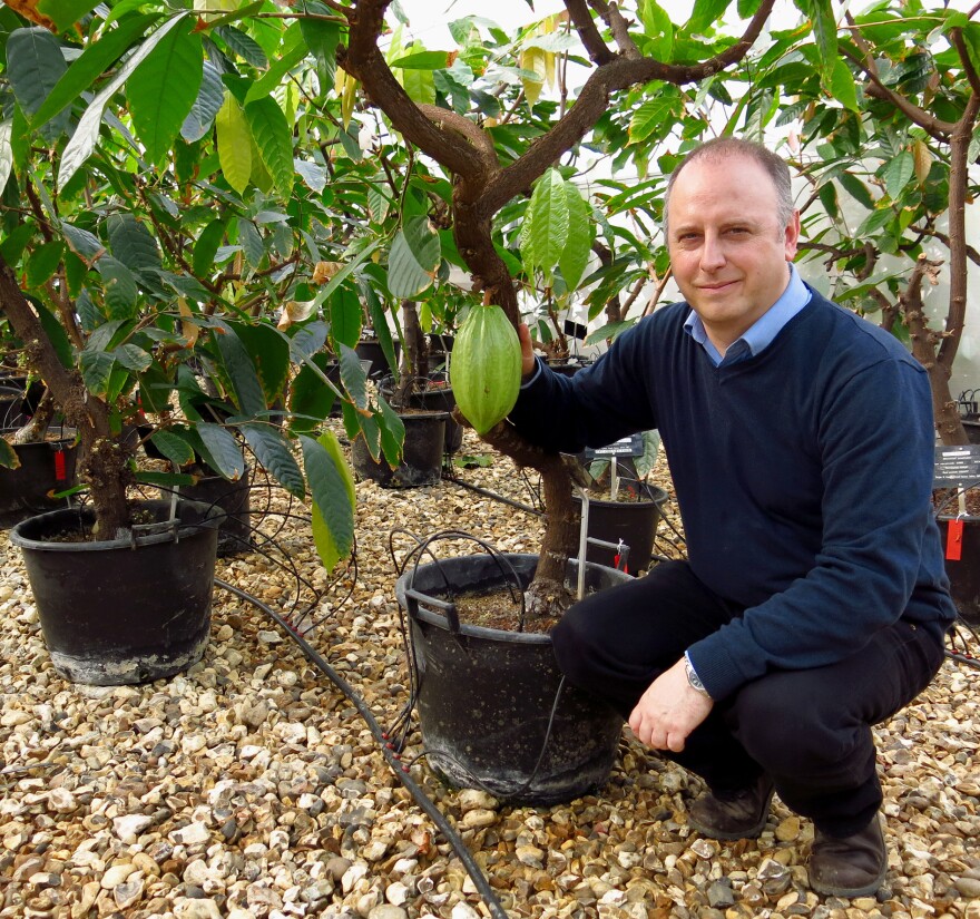 Out of the roughly 400 varieties of cocoa the Centre houses, Andrew Daymond says his favorite is the ICS6 — Imperial College Selection, originally from Trinidad.