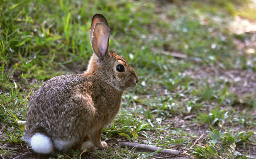Watching For Cottontails May Help Colorado's Wild Lynx. Here's How | KUNC