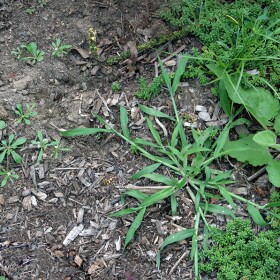 Weeds in the dirt.