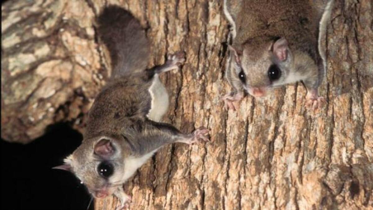 Discover Nature: The Incredible Flying Squirrel discover-nature-the-incredible-flying-squirrel