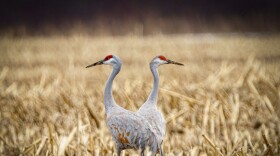 Stunning long lens close-up of two Sandhill Cranes standing on a field on a cloudy day