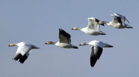 Snow geese head toward a farm field Conway, Wash., in 2009. (Elaine Thompson/AP)