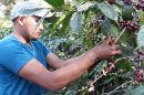 Coffee beans are harvested by hand