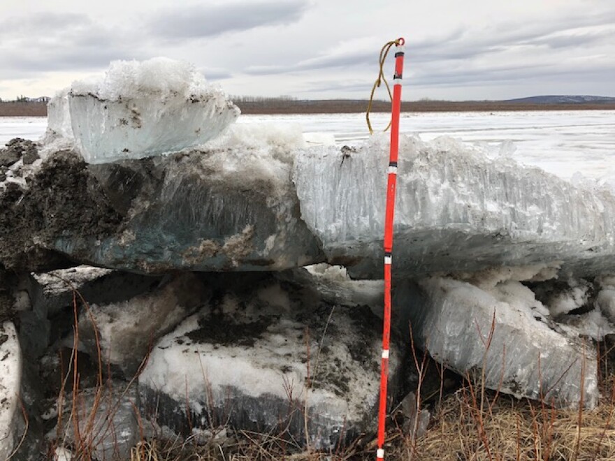 Sheets of thin, rotten Kuskokwim River ice have beached near Napaimute on April 30, 2018. The white marks on the ice pick sit 12 inches apart.