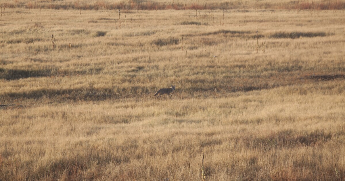 Game, Fish and Parks says fur market is hurting trapping license numbers