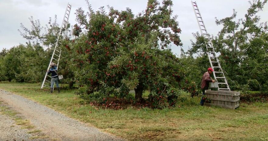 apples_at_orr_farm.jpg