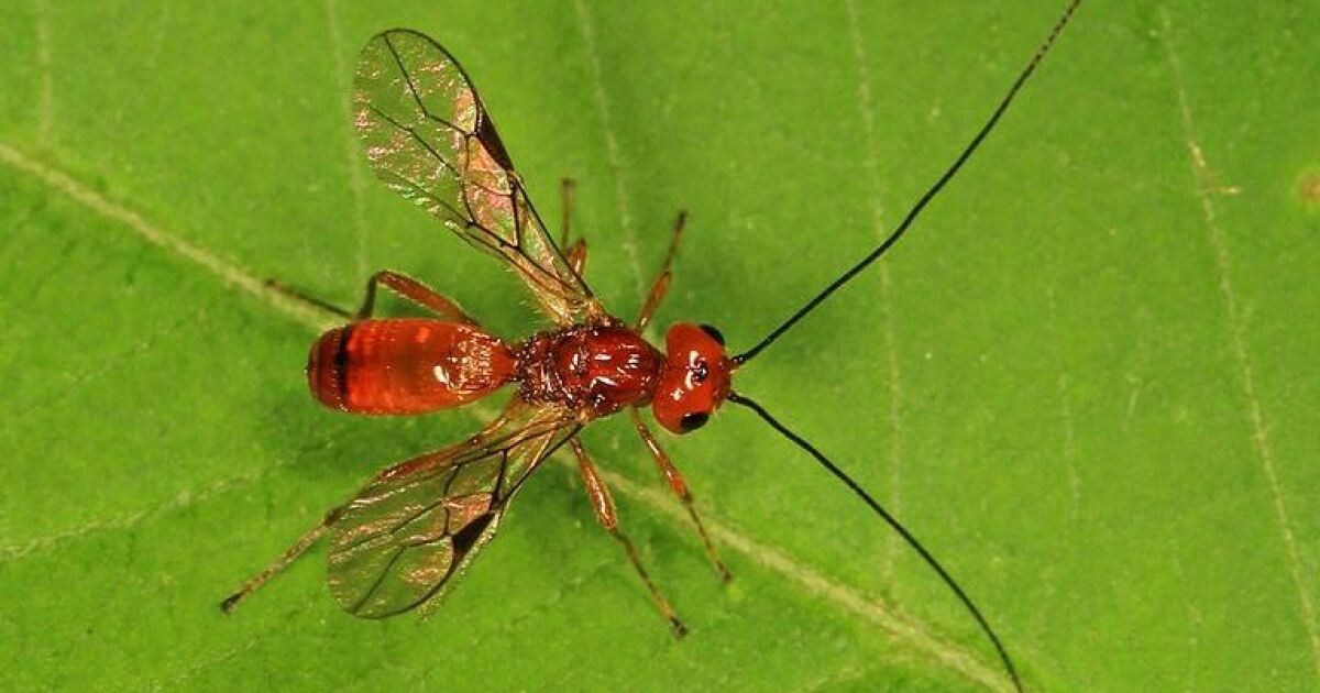 Don't Swat That Bug! Beneficial Insects in N.H. New Hampshire Public