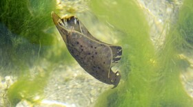 A sooty sea hare