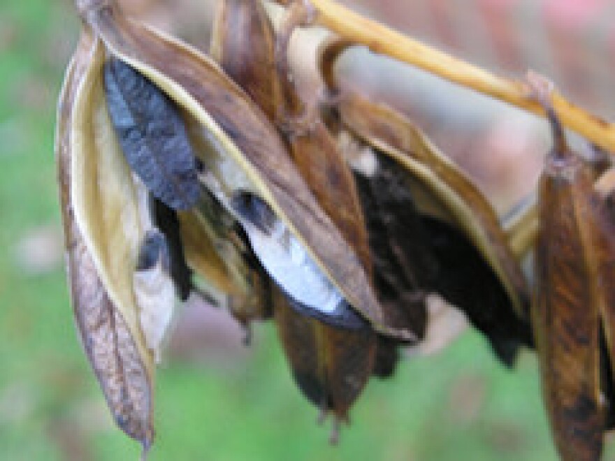 Hosta pods