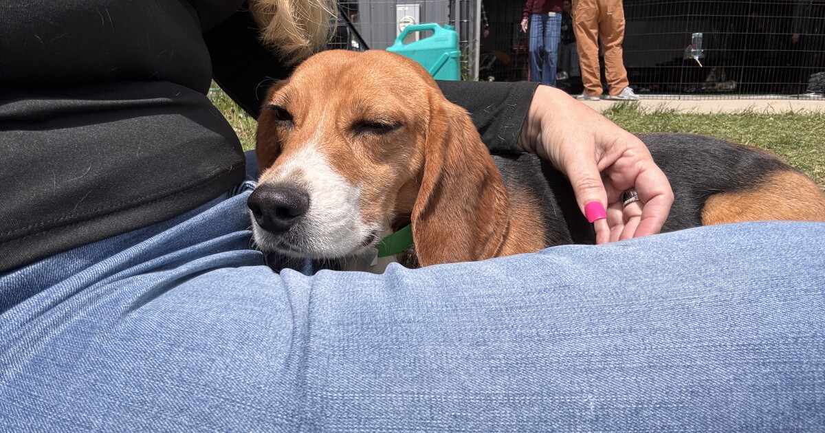 18 beagles rescued from a Wisconsin breeding facility are now in Fort Myers