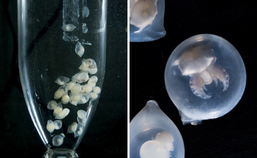 A cephalopod incubator built from a soda bottle (left) at the Marine Biological Laboratory in Woods Hole, Mass. Inside, there are embryos of flamboyant cuttlefish, a particularly colorful species. A close-up view (right) shows flamboyant cuttlefish embryos<em>.</em>