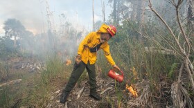 Florida habitats depend on fire. There are plants that won’t bloom or seed until they’ve been touched by a flame, for example. Fire also regulates biodiversity. The debris accumulation and heavy overgrowth of plants such as saw palmetto make it impossible for grasses and wildflowers to grow. The Naples Botanical Gardens depends on prescribed fire to help these types of plants. Above is the Naples Botanical Garden's prescribed burn today (Monday, Dec. 1).