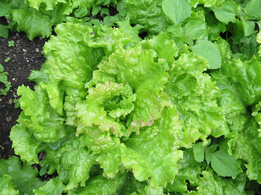 The cyclospora outbreak was first linked to lettuce coming from Mexico