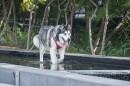 A Husky is cooling off in a water feature at a local park.