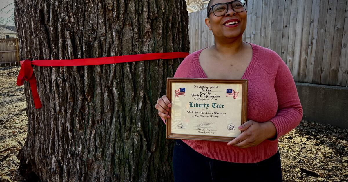 Kansas City’s Liberty Tree is coming down. The giant oak is older than the United States