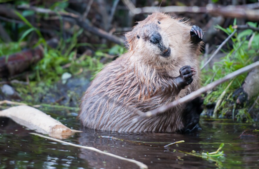 Beaver building a dam in the water