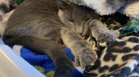 The Low Cost Spay Neuter Clinic in Noblesville has outgrown its current space, and now construction is underway on a new facility that will enable them to dramatically increase their efforts to reduce Indiana’s pet overpopulation.