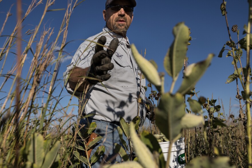 Peter Berthelsen, a pollinator habitat expert at Conservation Blueprint, harvests common milkweed seeds near St. Paul, Nebraska. Fire stimulates wildflower growth, an essential nectar source for pollinators and migrating monarch butterflies.