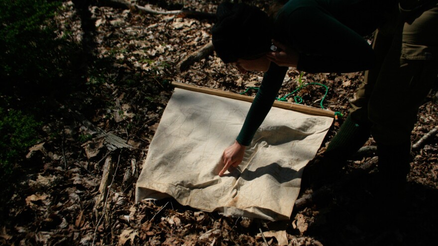 Dragging a lightly colored square of canvas called a drag behind her, Cantoni stops to check for and collect ticks every 25 meters, covering 750 square meters per site.
