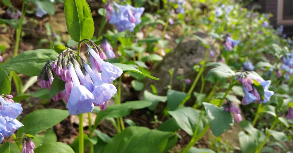 Iowa Wildflowers In Bloom Iowa Public Radio