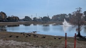 Canadian Geese are pictured in a retention pond off Shipyard Boulevard.