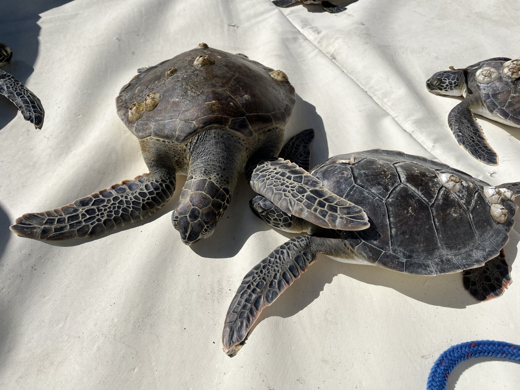 Hundreds of cold-stunned sea turtles have been rescued in Florida this ...