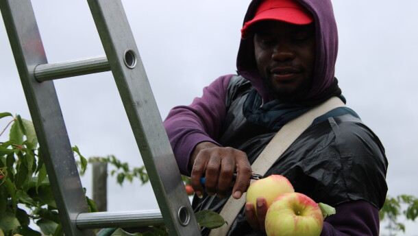 Dwayne Chaplin clips the stems of Honeycrisp apples at Ricker Hill Orchards in Turner. He says this is his third season coming to the US on an H-2A visa.