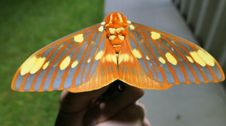 A regal moth, a.k.a. royal walnut moth