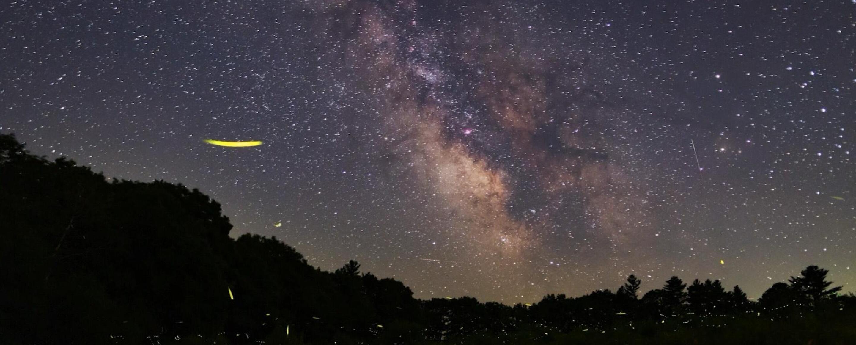 Fireflies | Connecticut Public