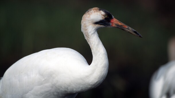 A whooping crane