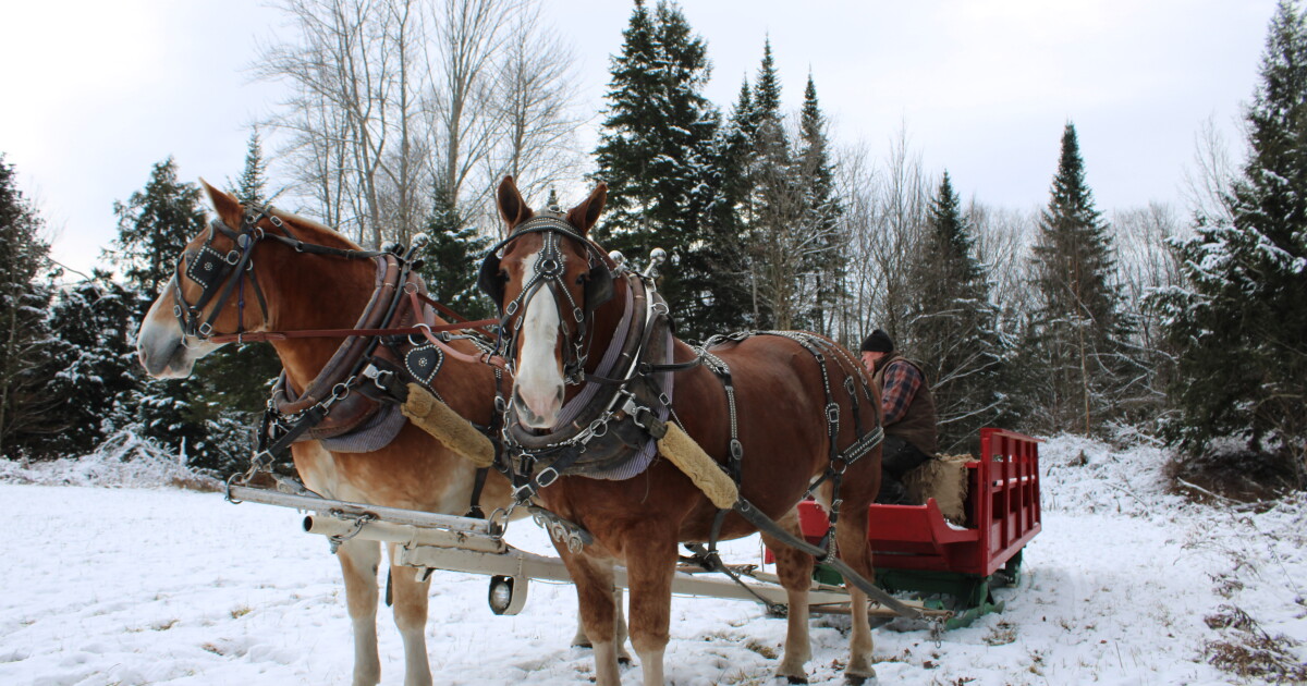 Horse-drawn sleigh rides in the Northeast Kingdom offer timeless winter ...
