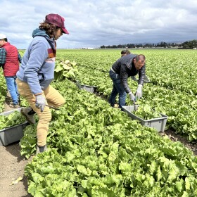 A person wearing tan pants, a grey-blue jacket, and a red hat walks through a lettuce field as three other people cut lettuce and place it into bins in the background.