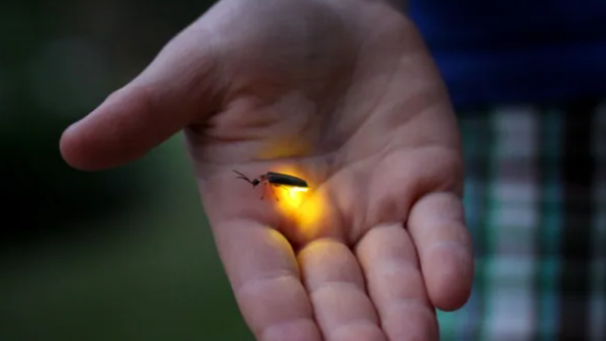 Firefly Fun - Vimarsana News