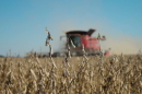 A landscape of soybeans in the foreground swaying against the wind as a combine makes its way through the field in the background.