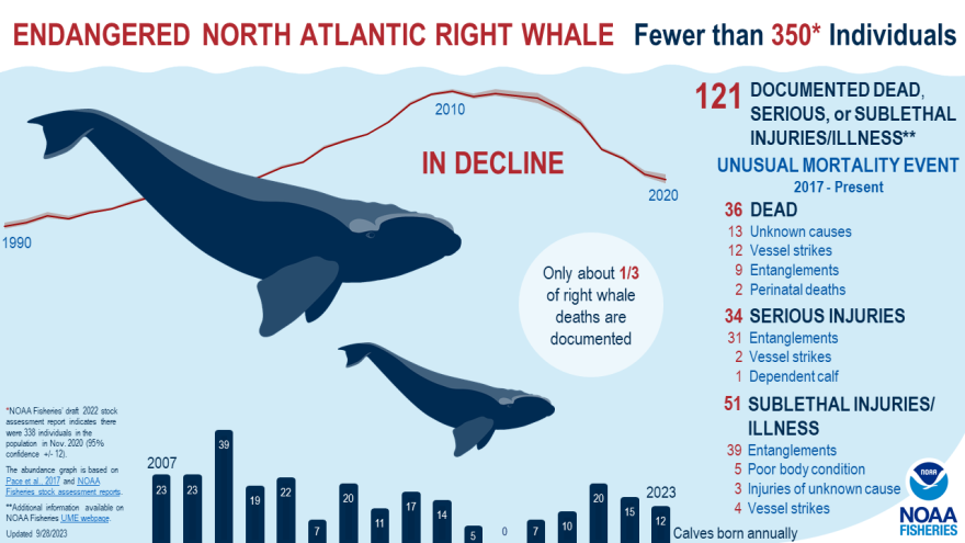 North Atlantic right whales have been listed as endangered since 1970. The latest estimate suggests there are fewer than 350 remaining, with fewer than 70 breeding females. NOAA researchers said the number of new calves born in recent years has been below average.