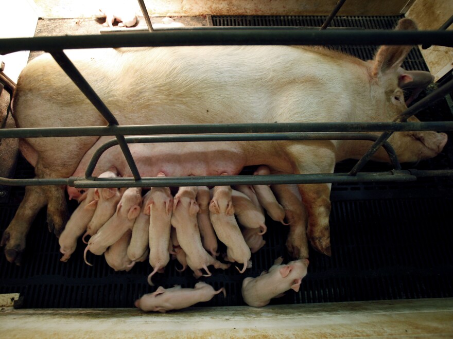 A sow nurses her piglets in a farrowing crate in an Elite Pork Partnership hog confinement building in Carroll, Iowa, in 2009.