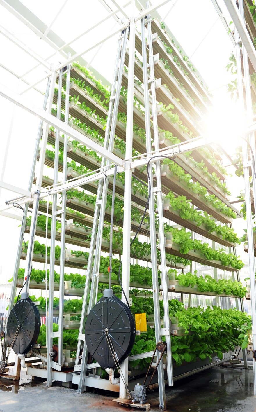 Troughs of bok choy stack up vertically at the 30-feet urban farm in Singapore. The veggies rotate along the A-frame to ensure they receive even light.