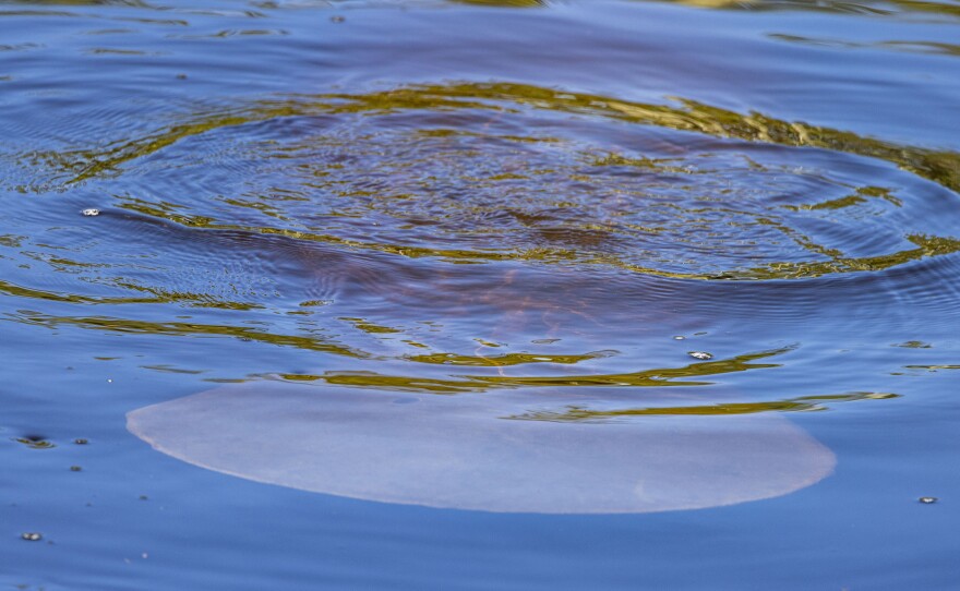 The manatees at Manatee Park in Lee County were very active in the warming waters in the park.