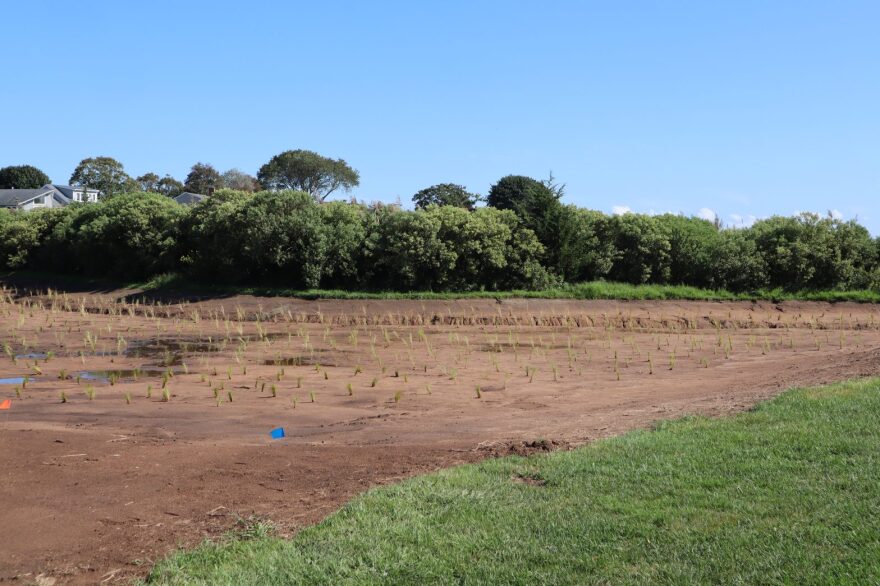 Newly planted marsh grass on the edge of Chittenden Park. The Guilford town engineer expects it will dovetail with whatever plan is designed for saving and restoring the beachfront area.